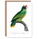 image 1 of Francois Levaillant Art Card Red And Blue Amazon Parrot