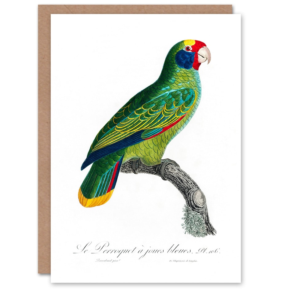 image 1 of Francois Levaillant Art Card Red And Blue Amazon Parrot