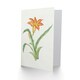 image 2 of Vintage Japanese Botanical Art Card Orange Lily Flower