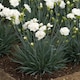image 6 of Dianthus Garden Pinks Scent First 'Memories' | Pink | Pink | Plug Plants
