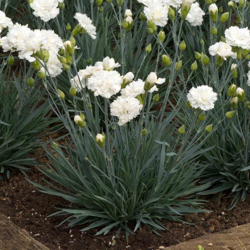 image 1 of Dianthus Garden Pinks Scent First 'Memories' | Pink | Pink | Plug Plants
