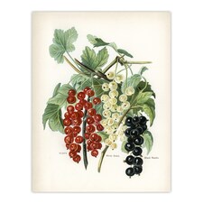 Black Naples Victoria White Dutch Currants Wright Huge Wall Art Print 18X24 In