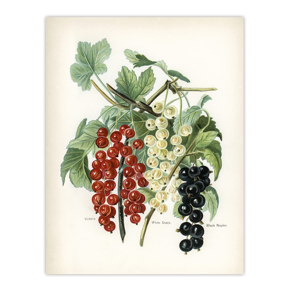 image 1 of Black Naples Victoria White Dutch Currants Wright Huge Wall Art Print 18X24 In