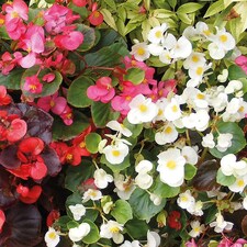 Begonia Sun Shade Mix 1 Seed Packet (2000 Seeds)