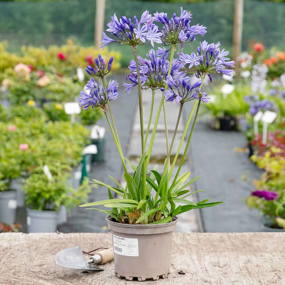image 1 of Marshalls Garden Agapanthus 'Charlotte' Compact Blue Perennial 2 litre