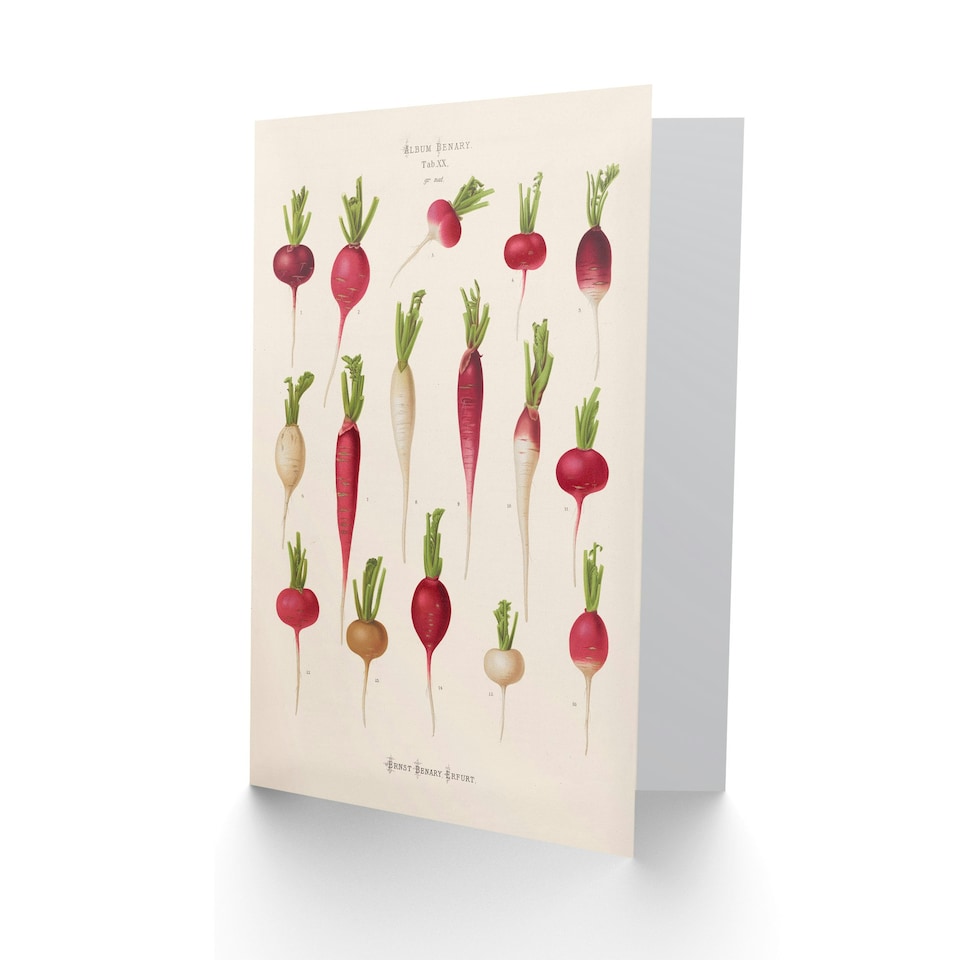 image 1 of Ernst Benary Art Card Radish Root Varieties Vintage Botanical