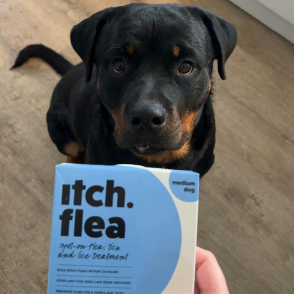 image 1 of Itch Flea Medium Dog Flea & Tick Spot On Treatment 6 Pipette (10-20kg)