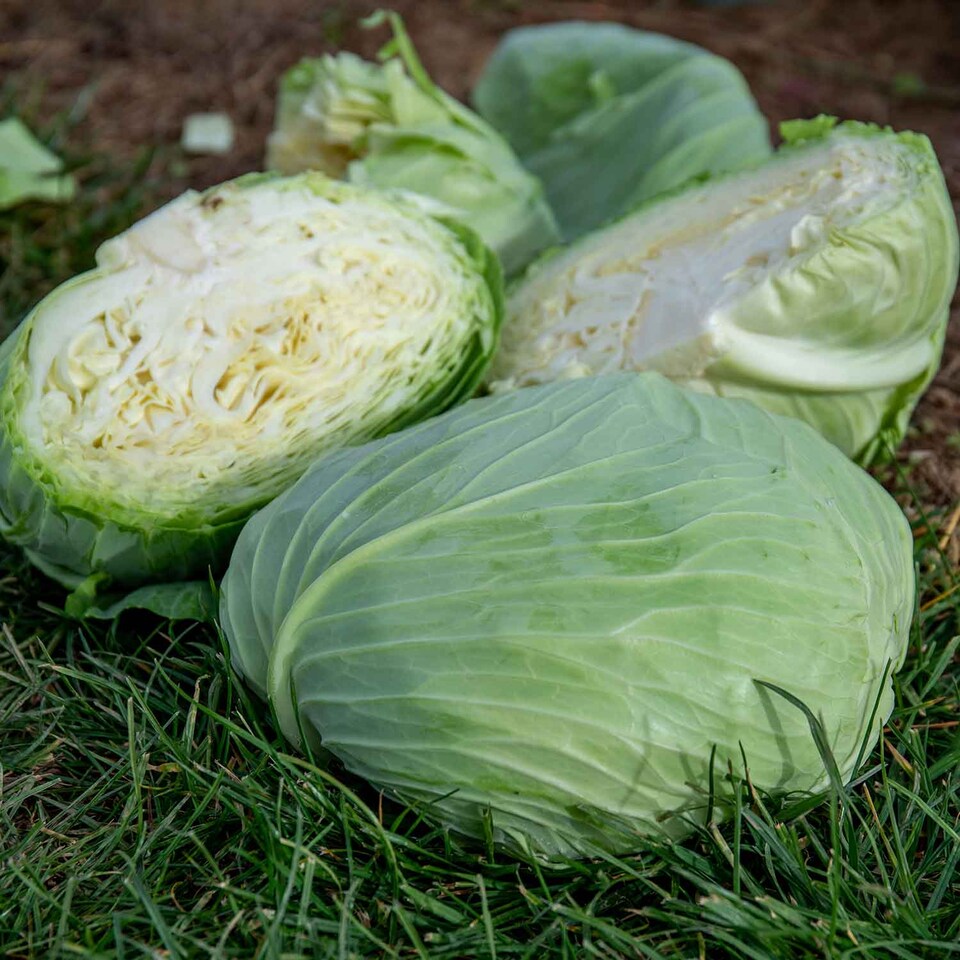 image 1 of Marshalls Garden Cabbage Seeds 'Felicity' F1 (20 Seeds) | Green | Green