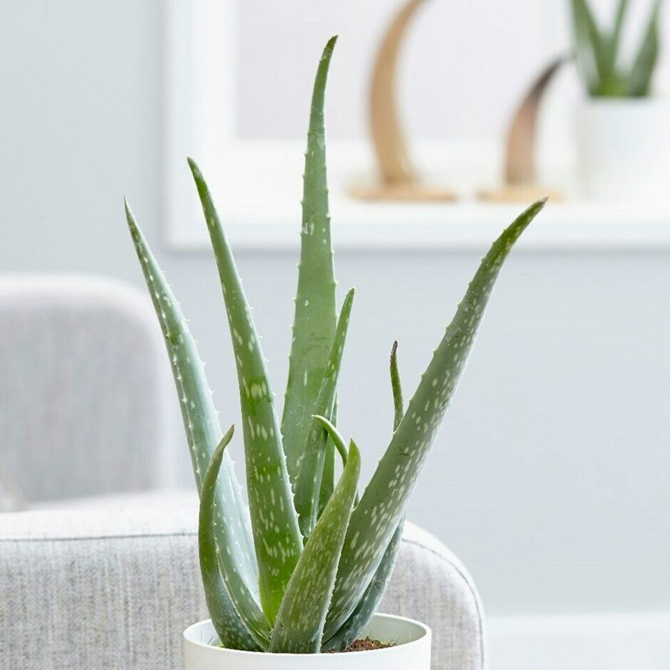 image 1 of Carbeth Plants 2 x Aloe Vera Plants - Easy Care Houseplant for Beginners