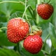image 6 of Marshalls Garden Strawberry 'Cambridge Favourite' June-bearing, Disease-Resistant, Ideal for Beds and Containers | Red | Red | Bare Roots