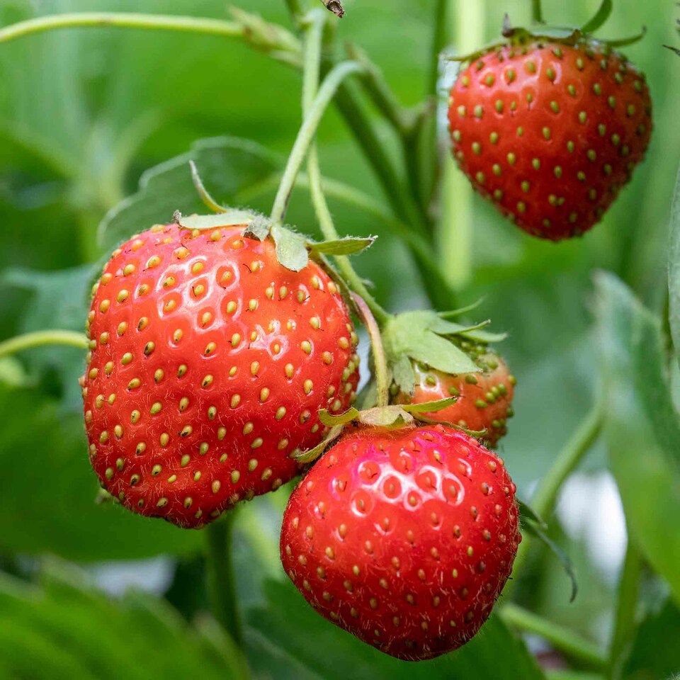 image 1 of Marshalls Garden Strawberry 'Cambridge Favourite' June-bearing, Disease-Resistant, Ideal for Beds and Containers | Red | Red | Bare Roots