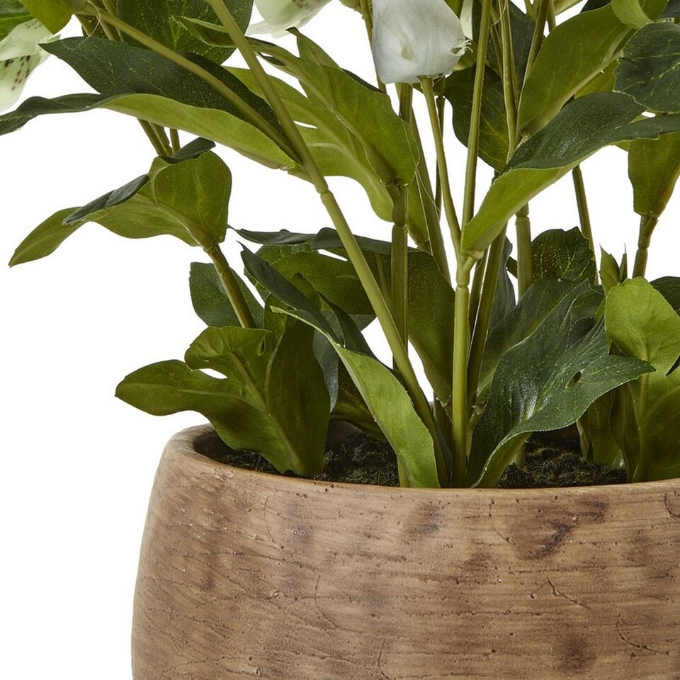 image 1 of Hellebore Plant in Pot - Plastic - L33 x W38 x H41 cm - Green/Taupe