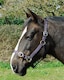 image 2 of Rhinegold Nylon Headcollar Orange | Size: Pony
Colour: Tangerine Orange