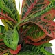 image 3 of 40cm Artificial Codiaeum Multicoloured House Plant