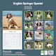 image 2 of English Springer Spaniel 2026 Calendar | Square Wall Calendar | Dog Breed Gift | Plastic Free Packaging | by Avonside Publishing