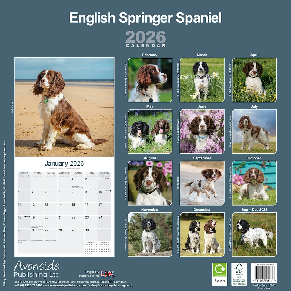 image 1 of English Springer Spaniel 2026 Calendar | Square Wall Calendar | Dog Breed Gift | Plastic Free Packaging | by Avonside Publishing