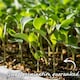 image 4 of Marshalls Garden Cauliflower Seeds Skywalker - Cold-tolerant, 20 Seeds | Green | White