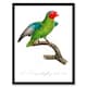 image 1 of Francois Levaillant Framed Wall Art Print The Red Cheeked Parrot Home Décor