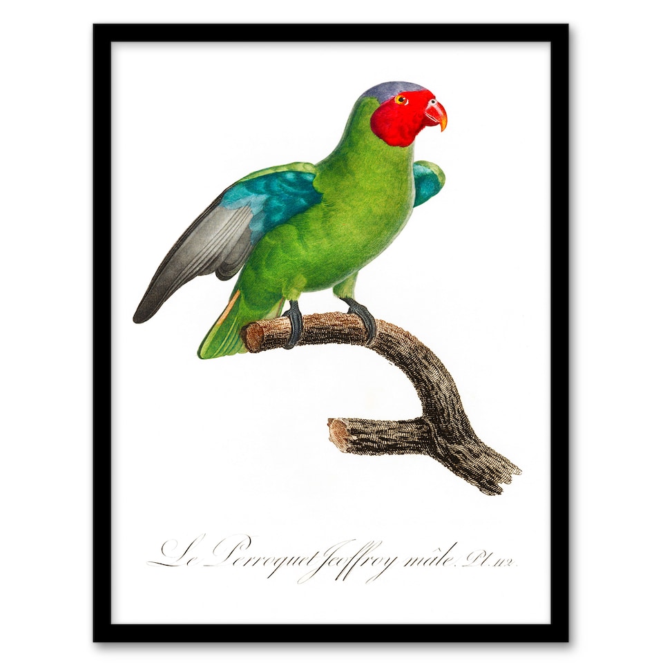 image 1 of Francois Levaillant Framed Wall Art Print The Red Cheeked Parrot Home Décor
