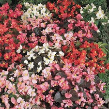 Begonia semperflorens Options Mixed 1 Seed Packet (750 Seeds)