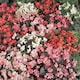 image 1 of Begonia semperflorens Options Mixed 1 Seed Packet (750 Seeds)