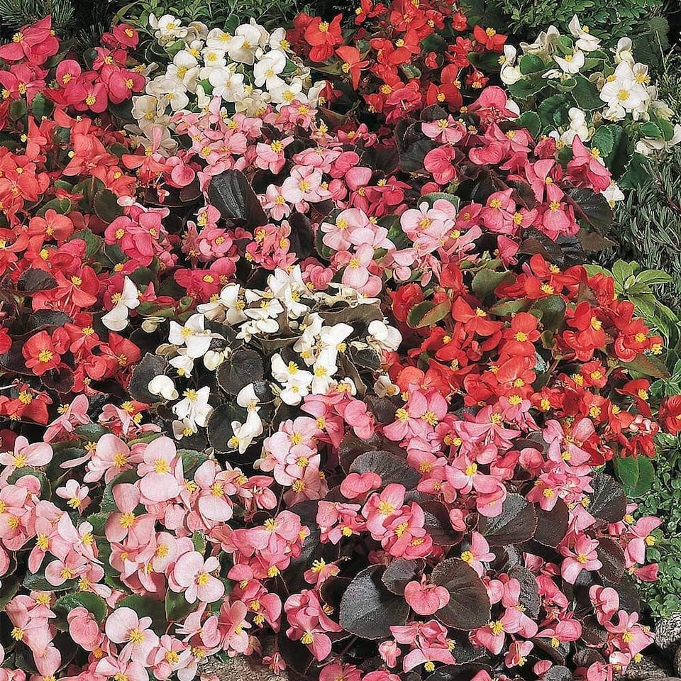 image 1 of Begonia semperflorens Options Mixed 1 Seed Packet (750 Seeds)