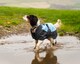 image 3 of Henry Wag Blue Waterproof Coat, For Maximum Comfort Whilst Adventuring In The Wet And Cold Weather, Size Small 40cm | Blue | Blue & Grey | S | 1