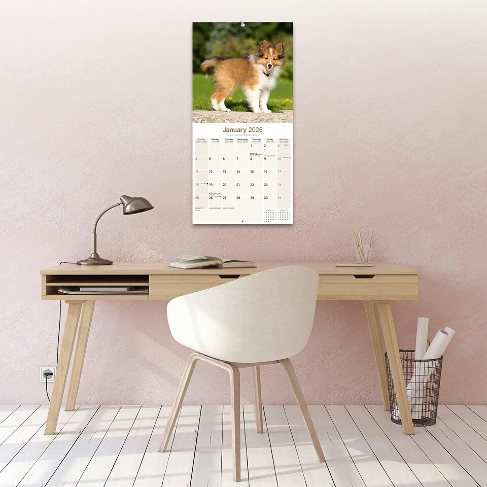 image 1 of Shetland Sheepdog 2026 Calendar | Square Wall Calendar | Dog Breed Gift | Plastic Free Packaging | by Avonside Publishing
