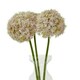 image 3 of Giant Allium (Single Stem Flower) - Plastic - L21 x W21 x H90 cm - Lilac