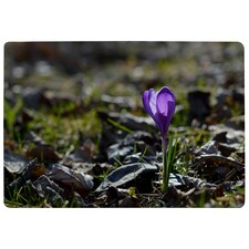 Purple crocus flowers, Colchicum, in a green grass meadow. Close up spring or autumn flower bloom in nature (Rug) Multi | M