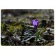 image 1 of Purple crocus flowers, Colchicum, in a green grass meadow. Close up spring or autumn flower bloom in nature (Rug) Multi | M
