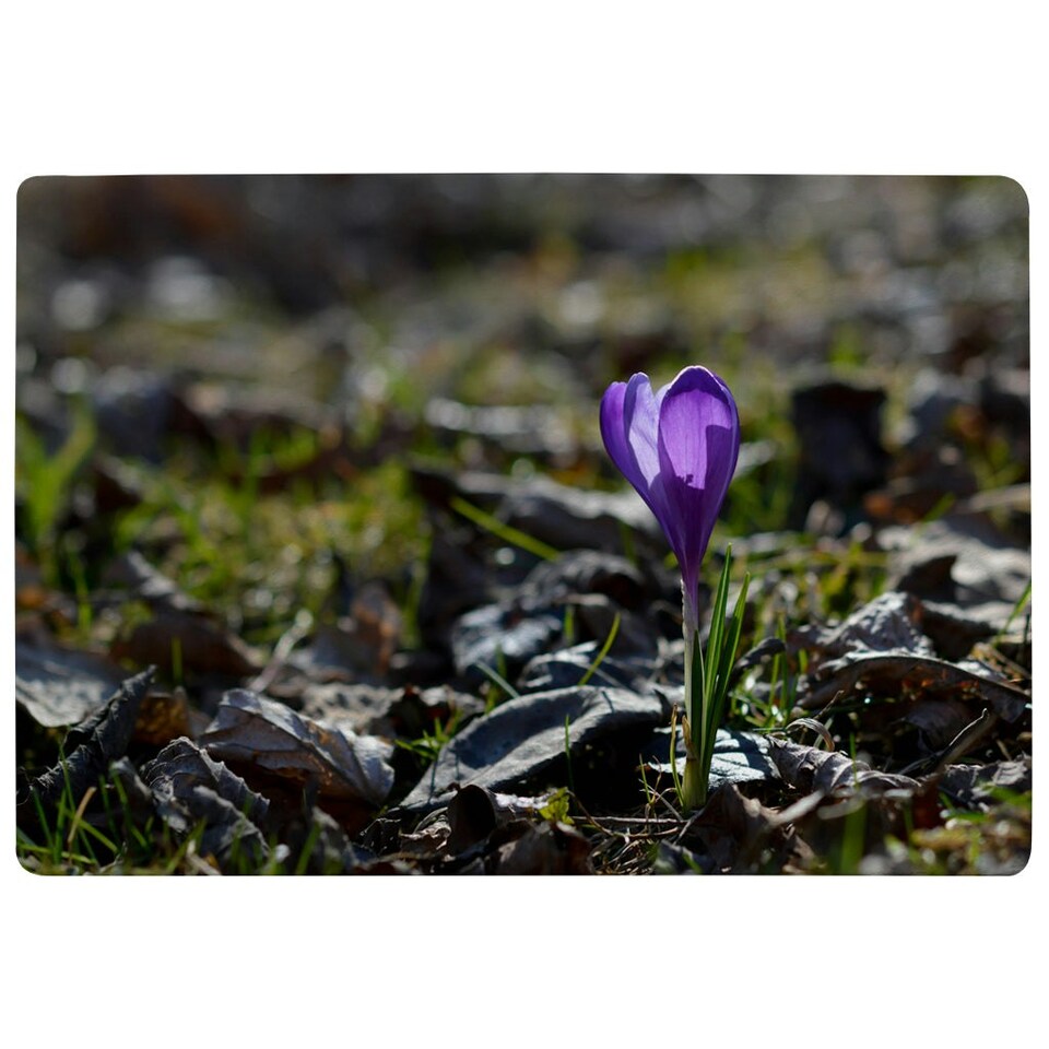 image 1 of Purple crocus flowers, Colchicum, in a green grass meadow. Close up spring or autumn flower bloom in nature (Rug) Multi | M