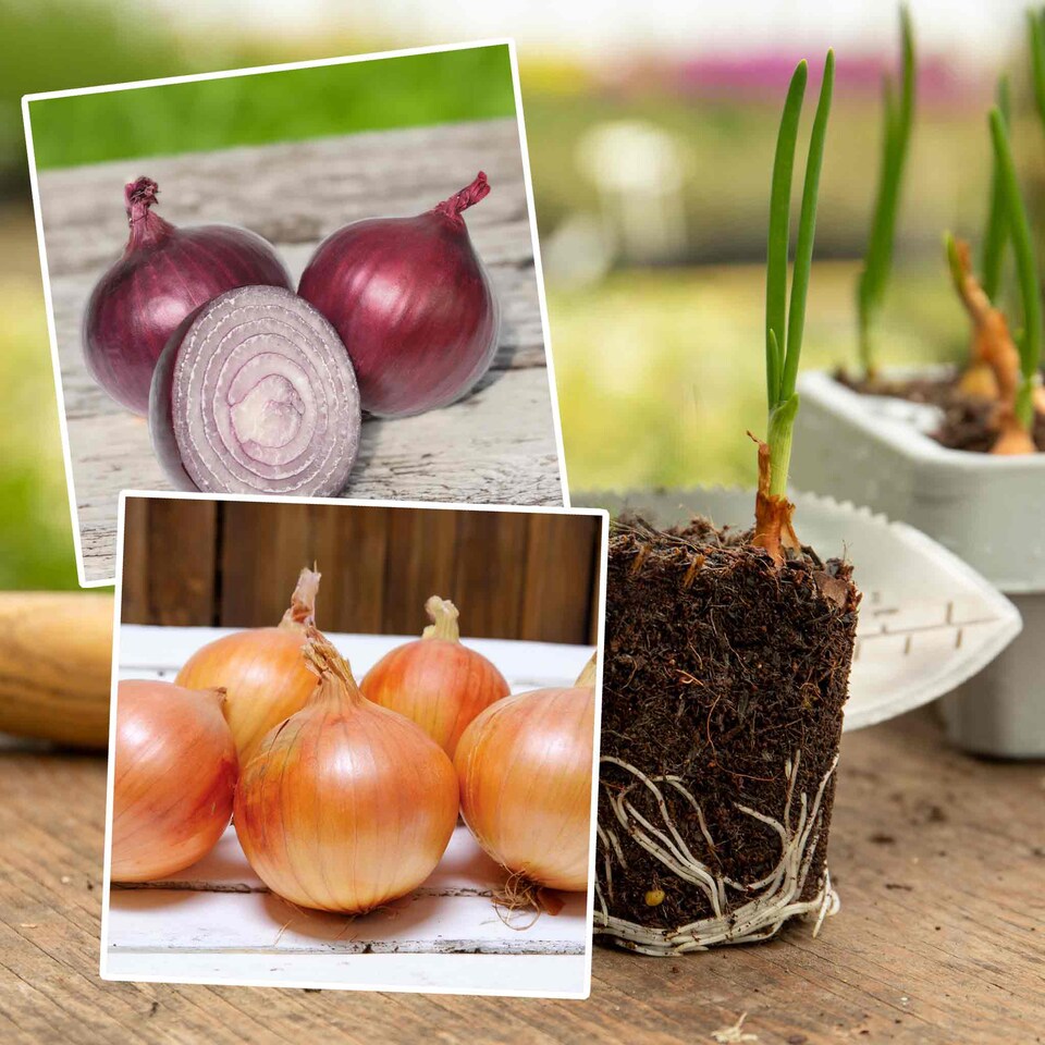 image 1 of Pre-Rooted Onions Autumn Red and White Mix - 12 Sets