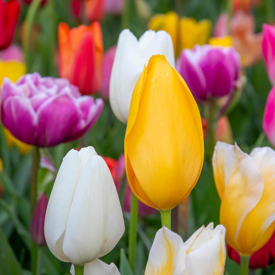 image 1 of Marshalls Garden Tulip Bulbs Mixed Border Collection, 50 Bulbs