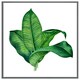 image 4 of Bunched leaves (Picture Frame) White | M