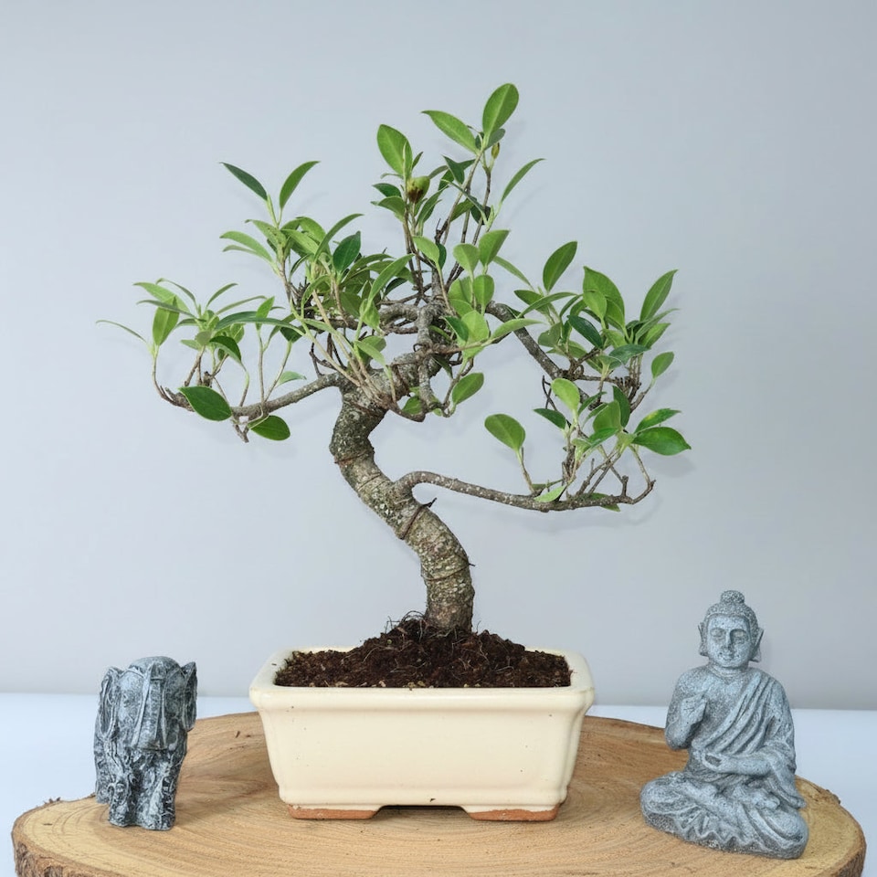 image 1 of Yorkshire Bonsai Ficus Microcarpa (Banyan Fig) Indoor Bonsai Tree Shaped In 15cm Pot