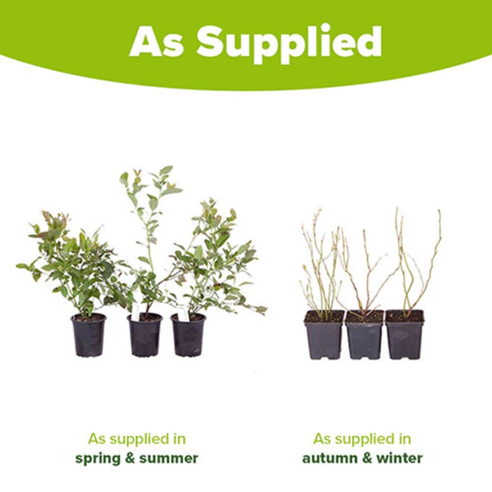 image 1 of You Garden - 3 x Blueberry Bushes in 9cm Pots - 3 Varieties 'Hanover' 'Blueray' 'Ozark Blue' Superfruit Blueberry Plants
