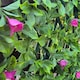 image 1 of True Products Premium Expanding Trellis Fence - Artificial Pink Bougainvillea Garden Wall Screening