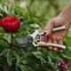 image 3 of Kent & Stowe Eversharp Premium Secateurs Duo Gift Set | Brown