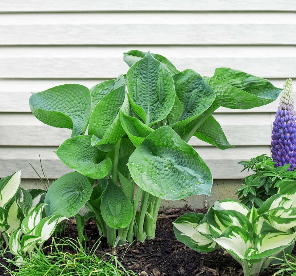 image 1 of Hosta abiqua 'Drinking Gourd' - Marginal Aquatic Pond Plant