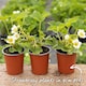 image 3 of Marshalls Garden Strawberry 'Cambridge Favourite' June-bearing, Disease-Resistant, Ideal for Beds and Containers | Red | Red | Bare Roots