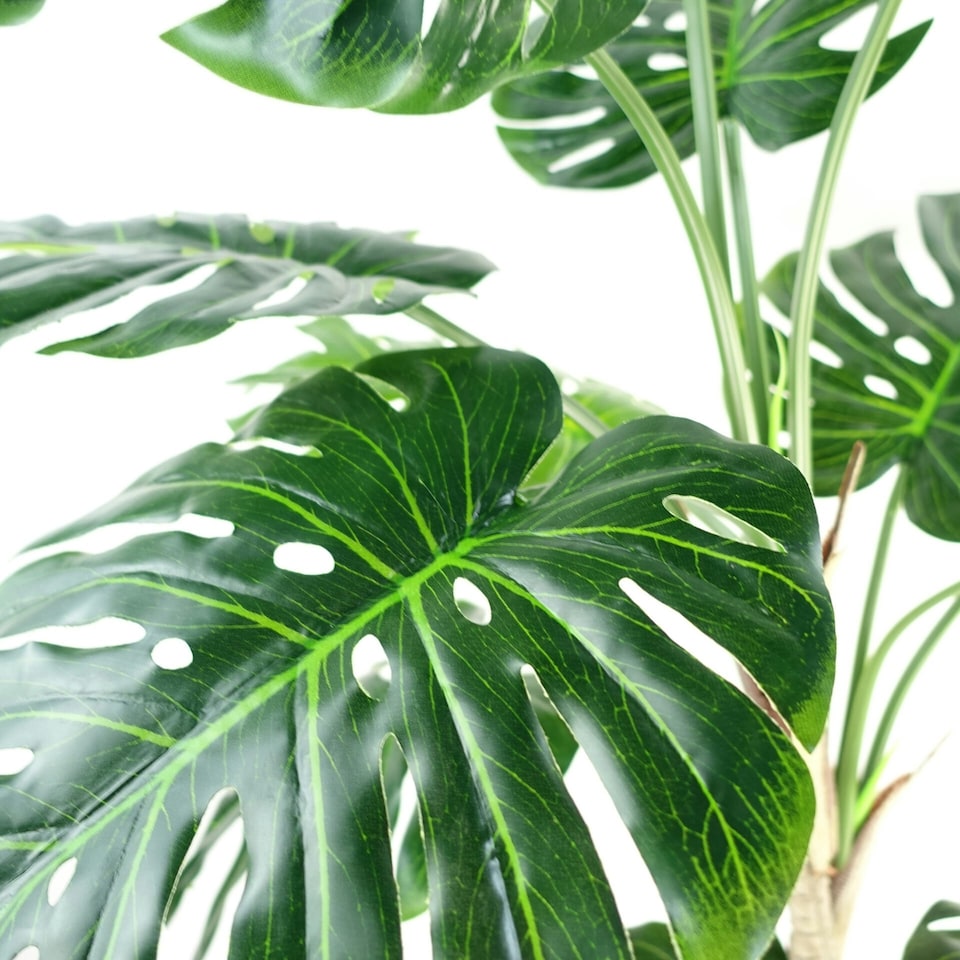 image 1 of 150cm (5ft) Luxury Monstera Plant Black Pot Copper Metal Planter