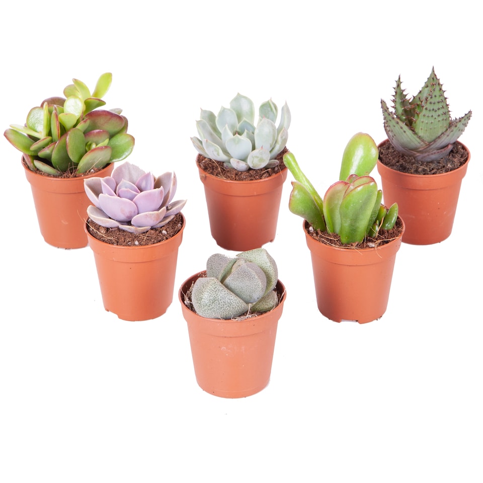 image 1 of Indoor Succulents Plant Mix 6 x 5.5cm plants - House Plants for Homes & Offices - Indoor Plants Real in Pots