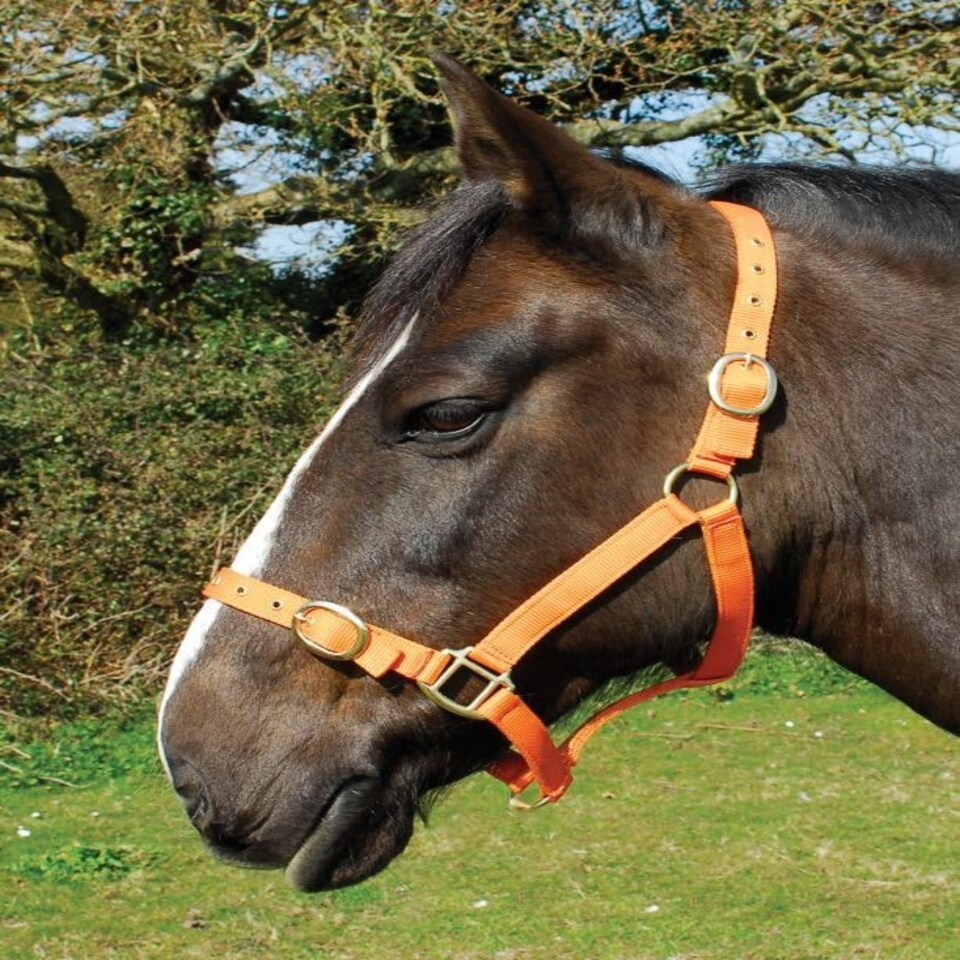 image 1 of Rhinegold Nylon Headcollar Red | Size: X-Full
Colour: Red
