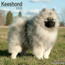 Keeshond 2026 Calendar | Square Wall Calendar | Dog Breed Gift | Plastic Free Packaging | by Avonside Publishing