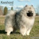 image 1 of Keeshond 2026 Calendar | Square Wall Calendar | Dog Breed Gift | Plastic Free Packaging | by Avonside Publishing