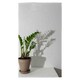 image 1 of Zamioculcas Kitchen Towel