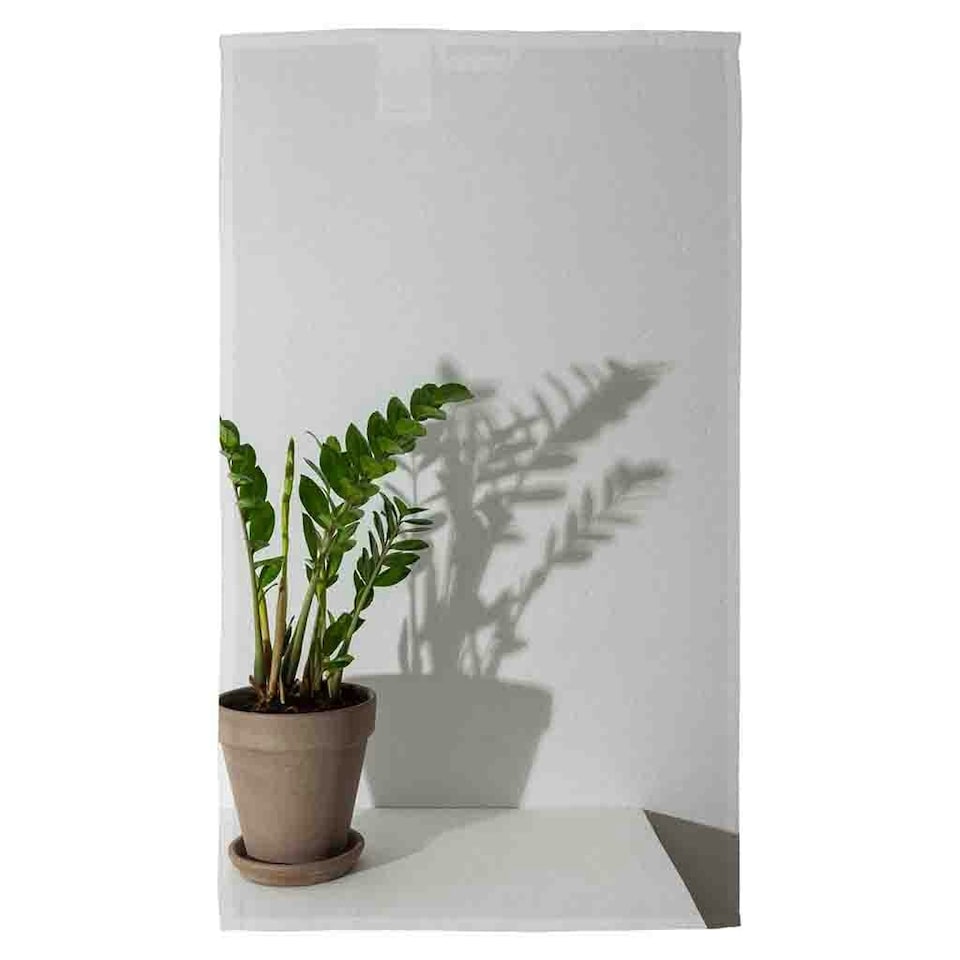 image 1 of Zamioculcas Kitchen Towel