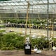 image 3 of Marshalls Garden Jasmine (Jasminum officinale) 9cm pot | White | White, Pink, Green | 9cm Plants
