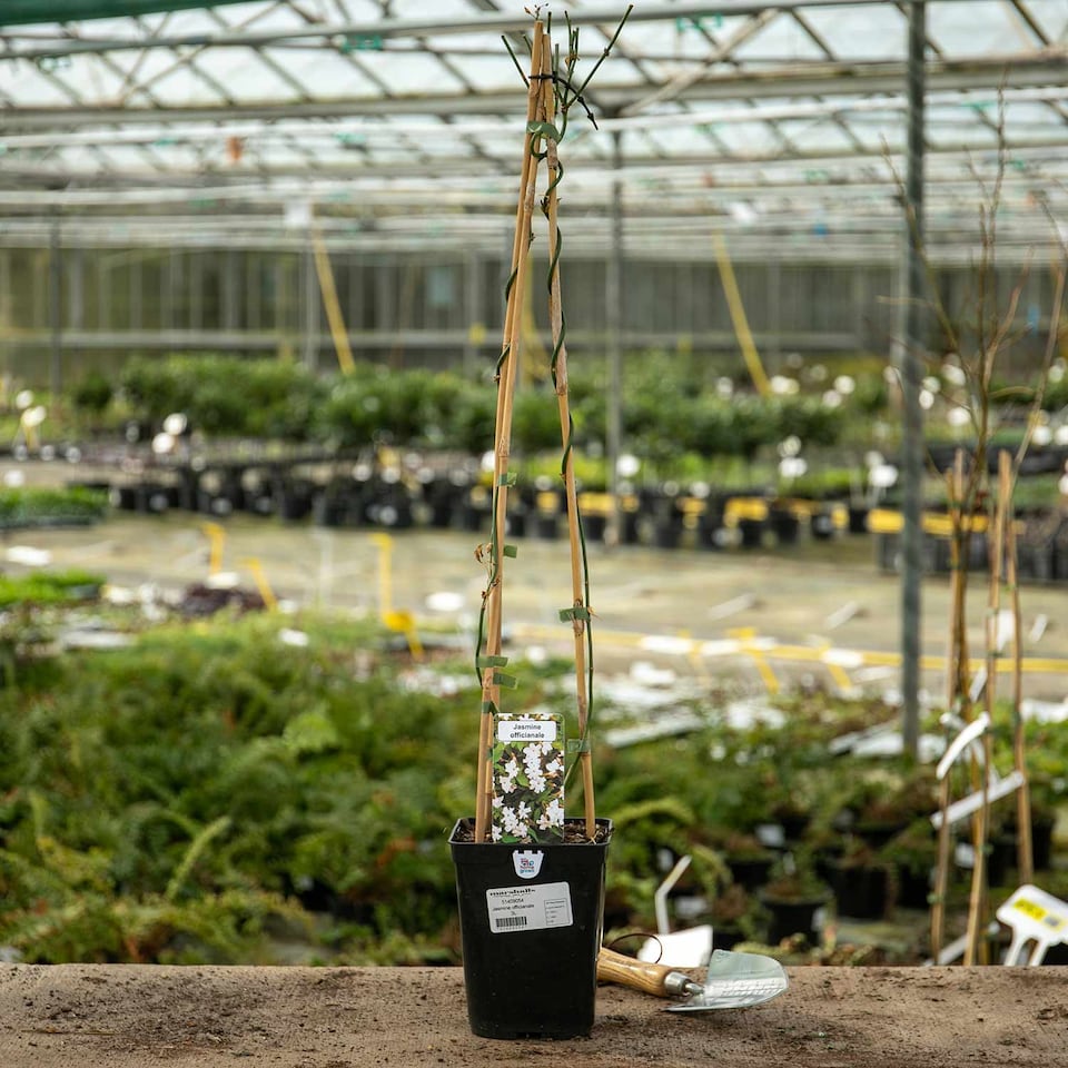 image 1 of Marshalls Garden Jasmine (Jasminum officinale) 9cm pot | White | White, Pink, Green | 9cm Plants